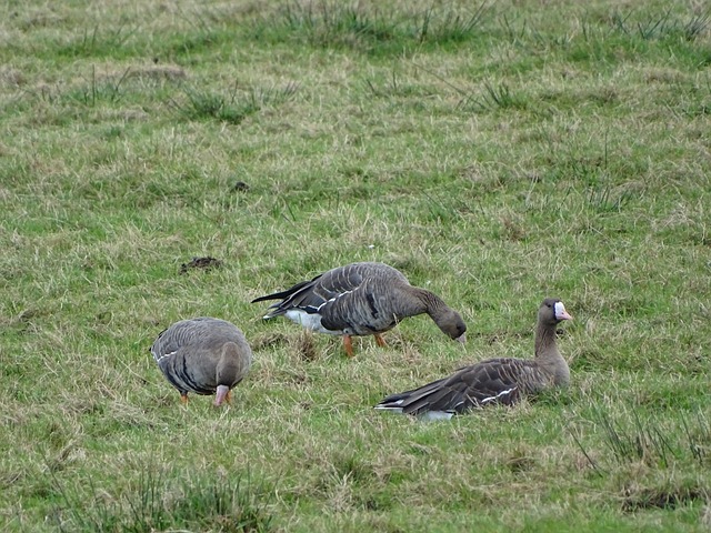 全面发展的 全面发展的